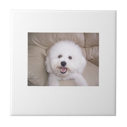 Carreau Tuile de Bichon Frise (Devant)