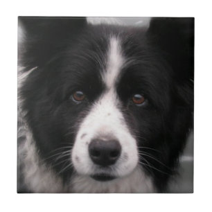 Carreau Tuile de border collie