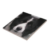 Carreau Tuile de border collie (Côté)
