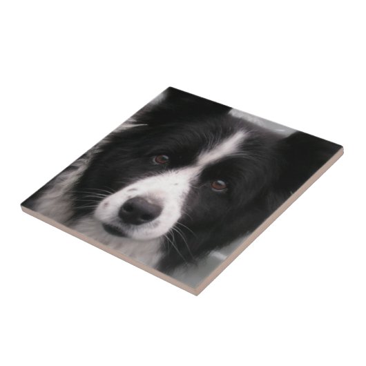 Carreau Tuile de border collie (Côté)