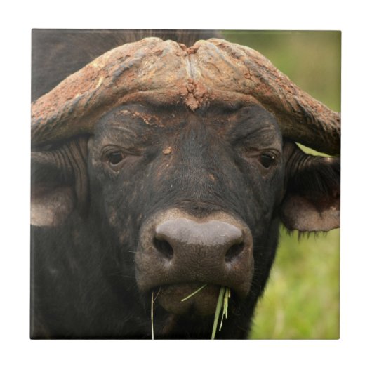 Carreau Tuile de Buffalo d'eau (Devant)