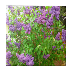 Carreau Tuile de Bush lilas