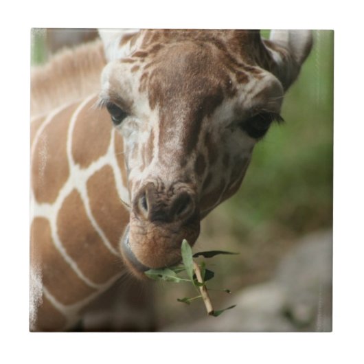 Carreau Tuile de casse-croûte de girafe (Devant)