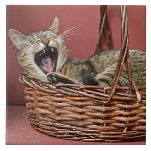 Carreau Tuile de chat en jaugeage (Devant)