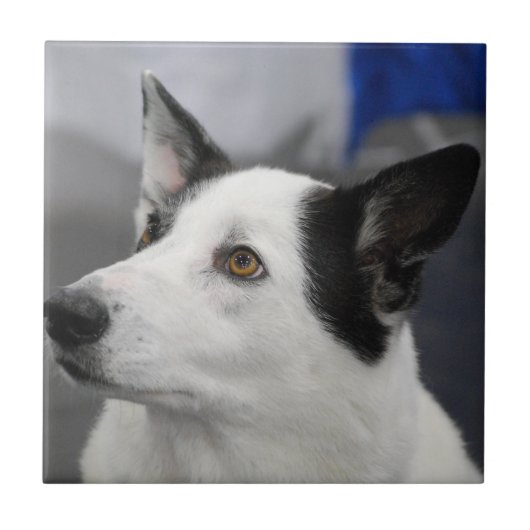 Carreau Tuile de chien de Canaan (Devant)