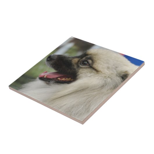 Carreau Tuile de chien de Keeshond (Côté)