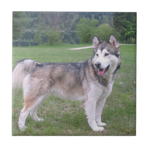 Carreau Tuile de chien de Malamute d'Alaska