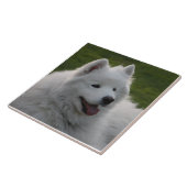 Carreau Tuile de chien de Samoyed (Côté)