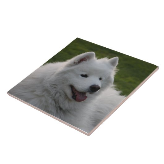 Carreau Tuile de chien de Samoyed (Côté)
