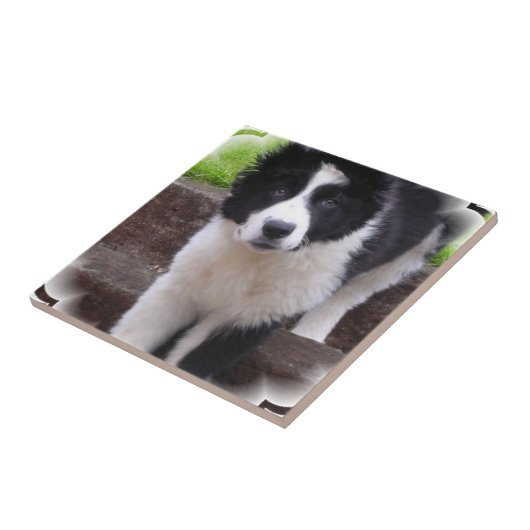 Carreau Tuile de chiot de border collie (Côté)