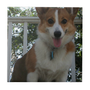 Carreau Tuile de chiot de corgi