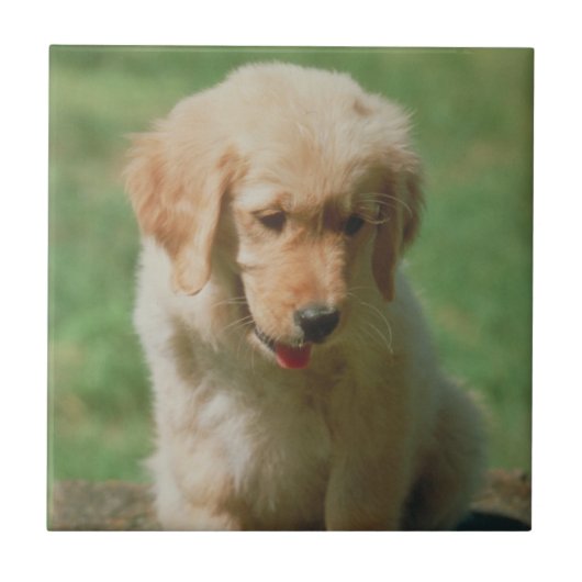 Carreau Tuile de chiot de golden retriever (Devant)