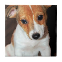 Tuile de chiot de Jack Russell Terrier