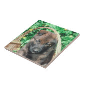 Carreau Tuile de chiot de Malinois de Belge (Côté)