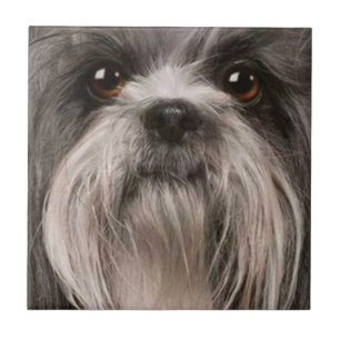 Carreau tuile de compagnie 2