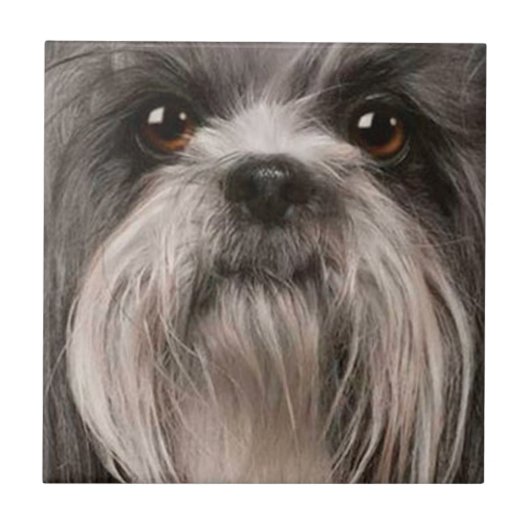 Carreau tuile de compagnie 2 (Devant)