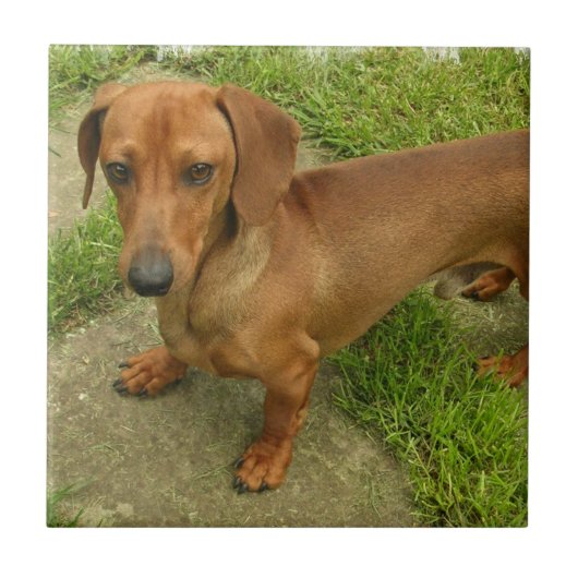 Carreau Tuile de Daschund (Devant)