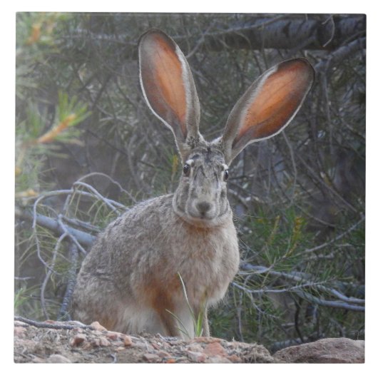 Carreau Tuile de faune, en céramique, lapins, lièvre (Devant)