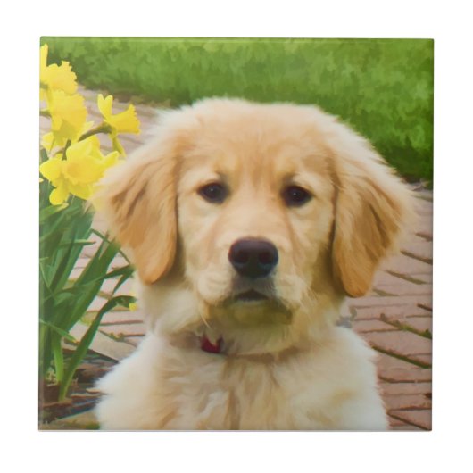 Carreau Tuile de golden retriever (Devant)