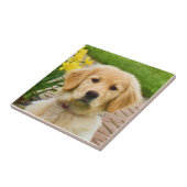 Carreau Tuile de golden retriever (Côté)