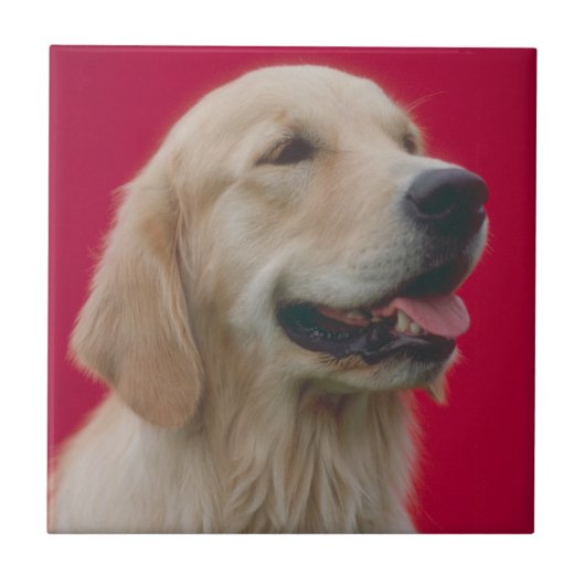 Carreau Tuile de golden retriever (Devant)
