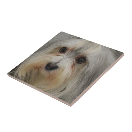 Carreau Tuile de Havanese (Côté)