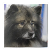 Carreau Tuile de Keeshond (Devant)