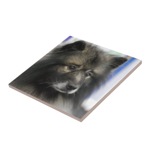 Carreau Tuile de Keeshond (Côté)