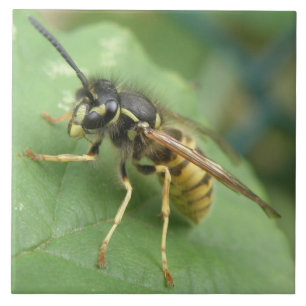 Carreau Tuile de macro Hoverfly