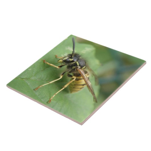 Carreau Tuile de macro Hoverfly (Côté)