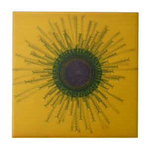 Carreau Tuile de méduses