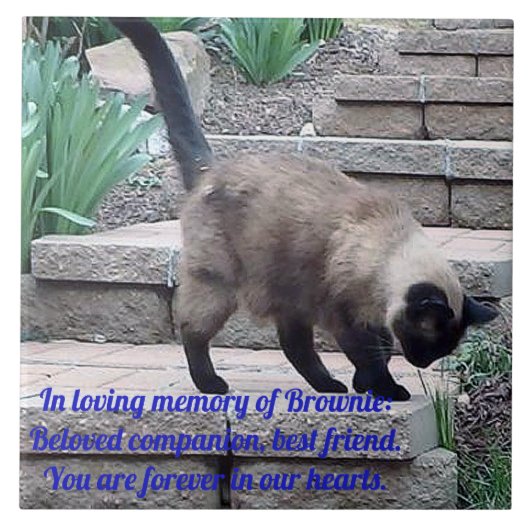 Carreau Tuile de mémoire pour animaux de compagnie, Cat de (Devant)