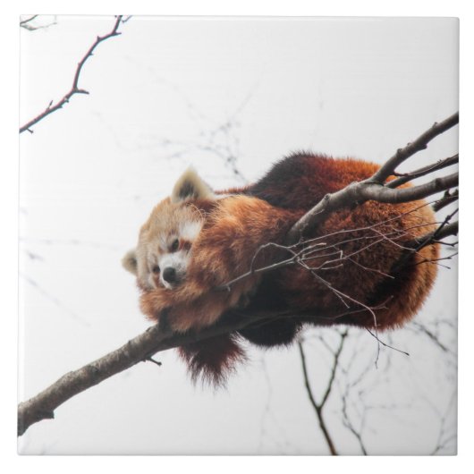 Carreau Tuile de panda rouge/Trivet (Devant)