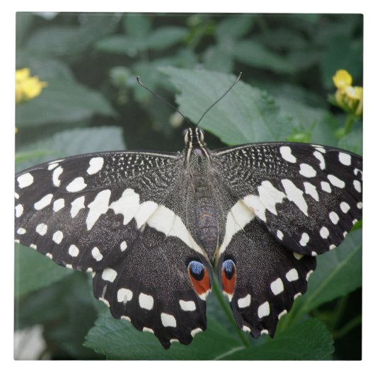 Carreau Tuile de papillon de chaux et de fleurs (Devant)