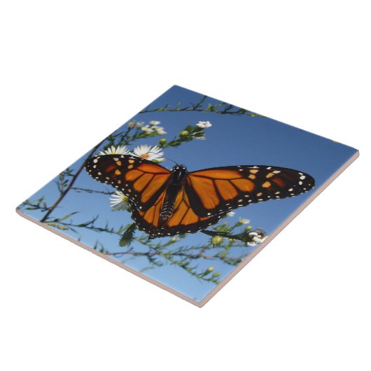 Carreau Tuile de papillon de monarque (Côté)