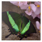 Carreau Tuile de papillon Swallowtail (Devant)