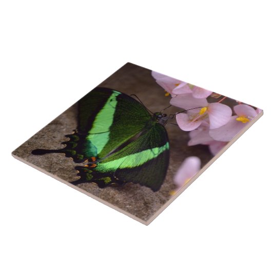 Carreau Tuile de papillon Swallowtail (Côté)