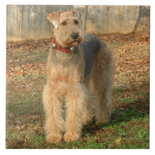 Carreau Tuile de photo de chien d'Airedale Terrier
