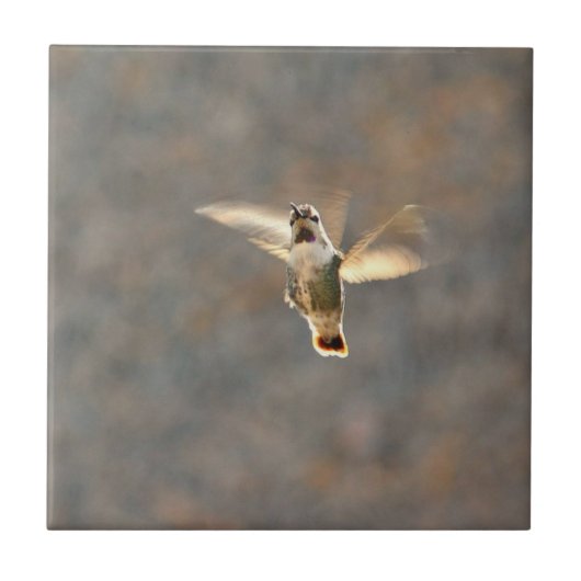 Carreau Tuile de photo de colibri ! (Devant)