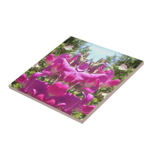 Carreau Tuile de pois doux (Côté)