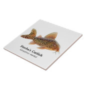 Carreau Tuile de poisson-chat de Corydoras Sterbai (Côté)