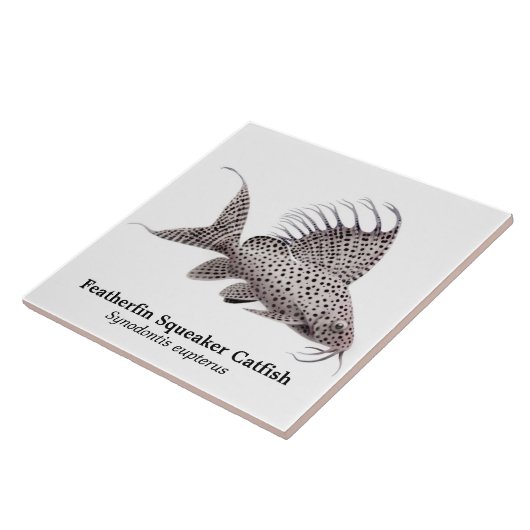 Carreau Tuile de poisson-chat de Synodontis Eupterus (Côté)