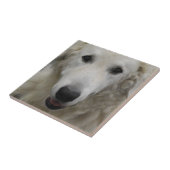 Carreau Tuile de race de chien de Kuvasz (Côté)