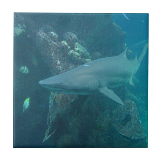 Carreau Tuile de requin (Devant)