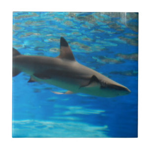 Carreau Tuile de requin de natation