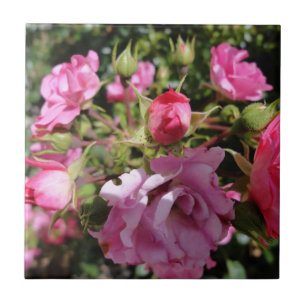 Carreau Tuile de rose de rose