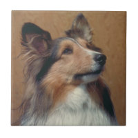 Tuile de Sheltie de chien de berger de Shetland