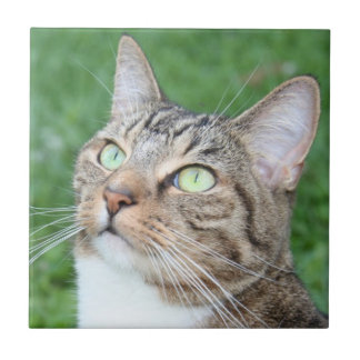 Carreau Tuile de visage de chat tigré