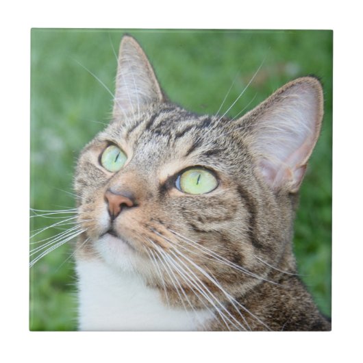 Carreau Tuile de visage de chat tigré (Devant)