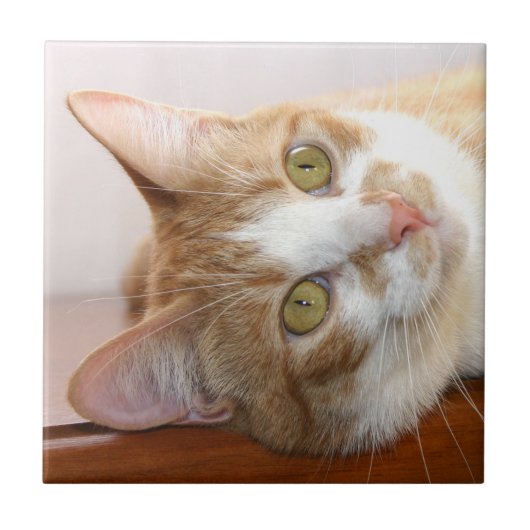 Carreau Tuile de visage de chat tigré (Devant)